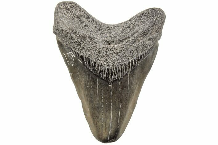 Juvenile Megalodon Tooth - South Carolina #203171